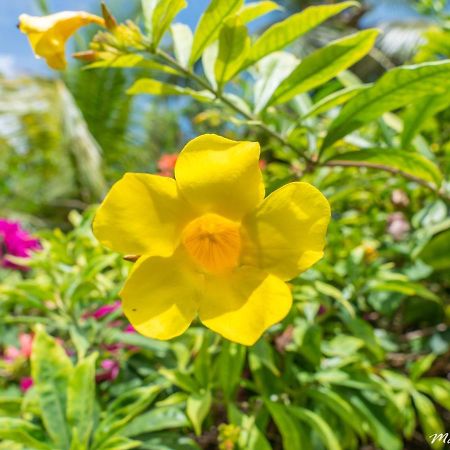 Residence Villas Les Hibiscus Лас Терренас Экстерьер фото