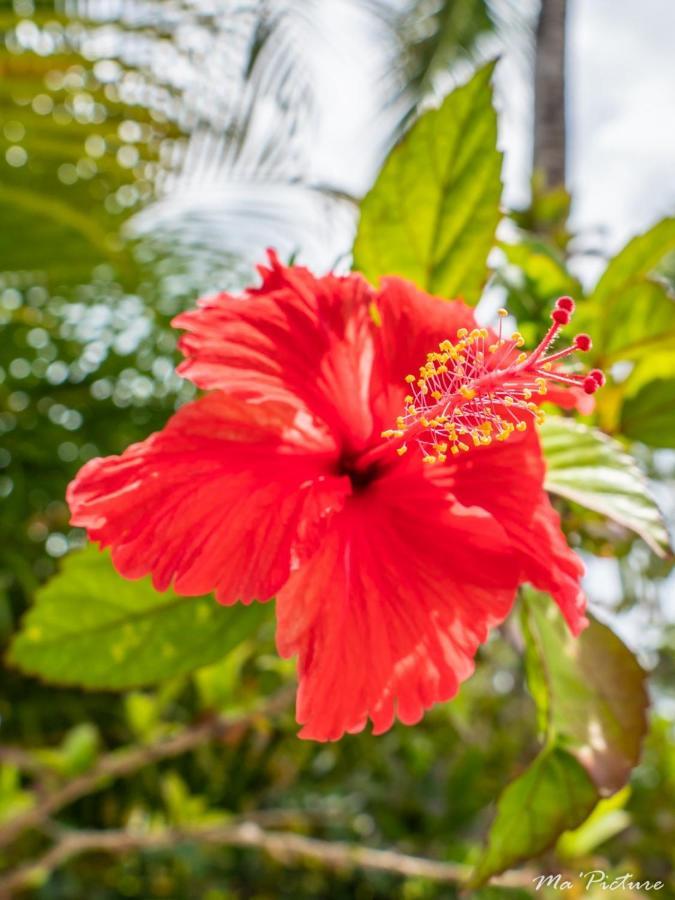 Residence Villas Les Hibiscus Лас Терренас Экстерьер фото